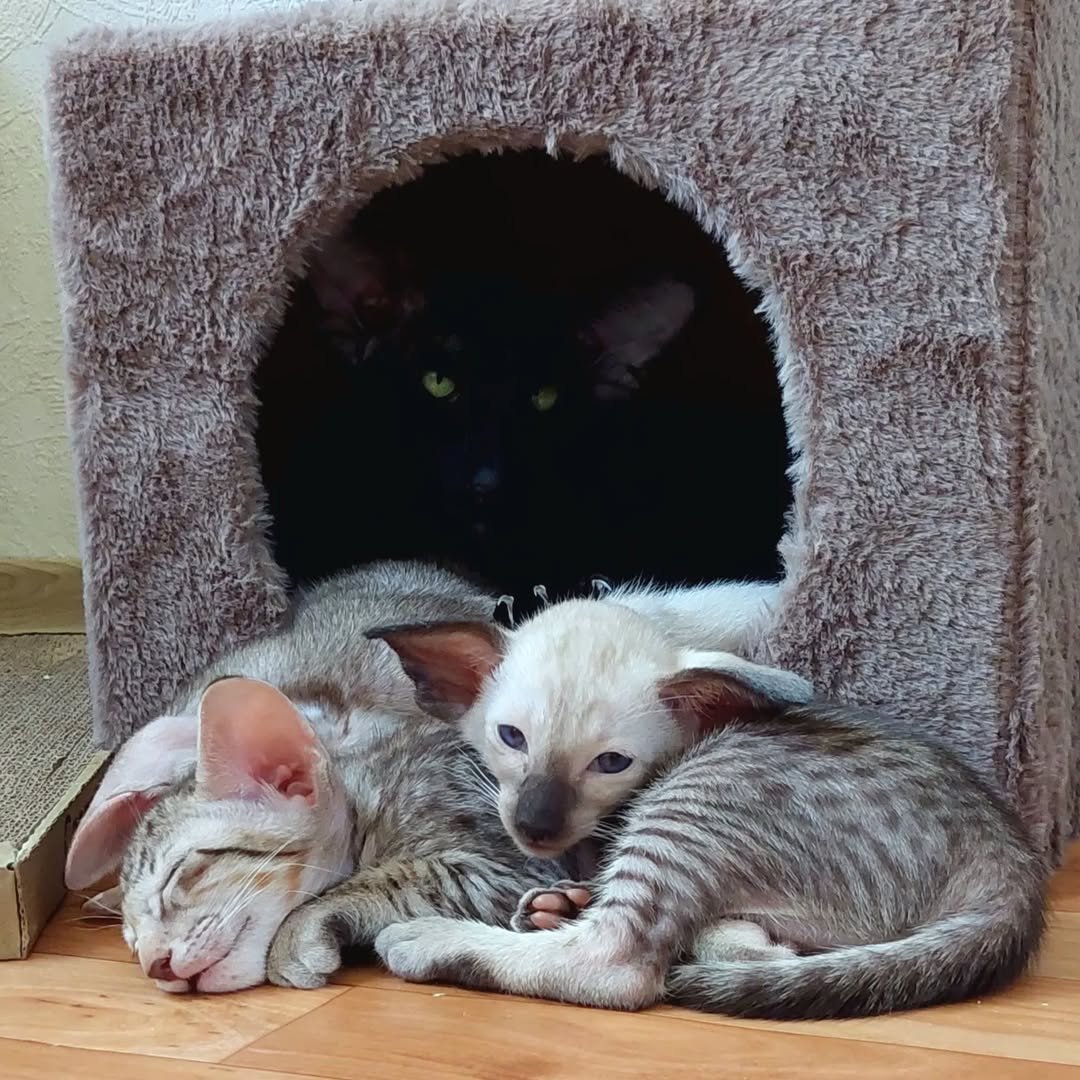 Quality Oriental Shorthair Breeding